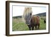 Pony Look-Incredi-Framed Giclee Print