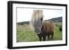 Pony Look-Incredi-Framed Giclee Print