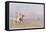 Pony Riding on the Beach at Deauville France-J. Simont-Framed Stretched Canvas