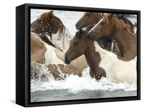 Pony Swim-Scott Neville-Framed Stretched Canvas