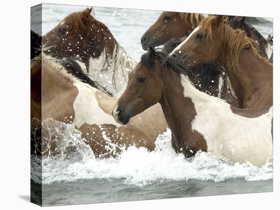 Pony Swim-Scott Neville-Stretched Canvas