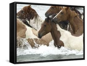 Pony Swim-Scott Neville-Framed Stretched Canvas