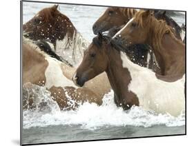 Pony Swim-Scott Neville-Mounted Premium Photographic Print