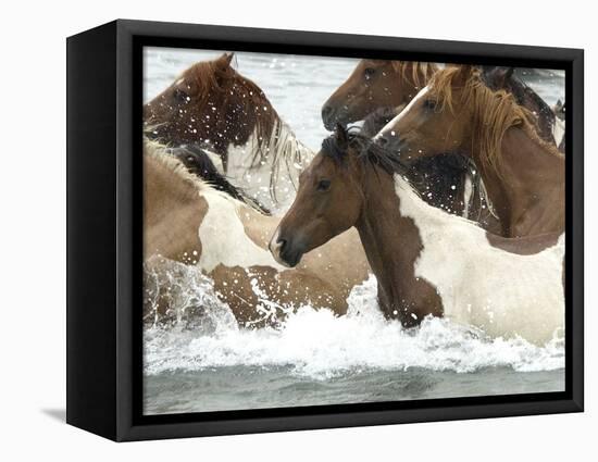 Pony Swim-Scott Neville-Framed Stretched Canvas