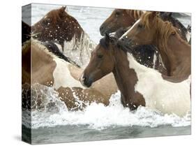 Pony Swim-Scott Neville-Stretched Canvas