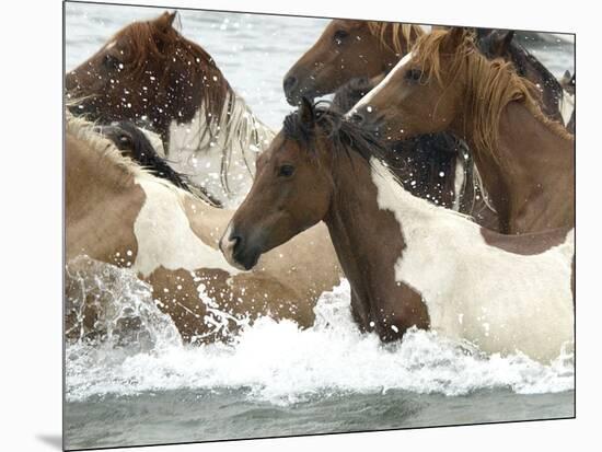 Pony Swim-Scott Neville-Mounted Photographic Print