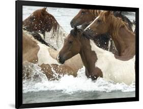 Pony Swim-Scott Neville-Framed Photographic Print