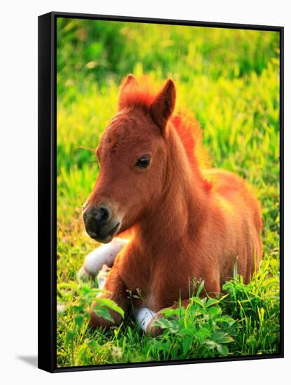 Pony-null-Framed Stretched Canvas