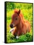 Pony-null-Framed Stretched Canvas