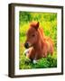 Pony-null-Framed Premium Photographic Print