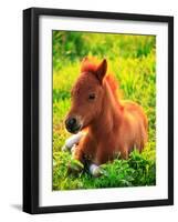 Pony-null-Framed Premium Photographic Print