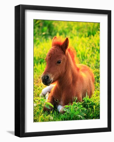 Pony-null-Framed Premium Photographic Print