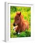 Pony-null-Framed Premium Photographic Print