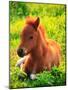 Pony-null-Mounted Premium Photographic Print