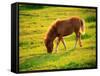 Pony-null-Framed Stretched Canvas