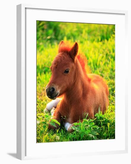 Pony-null-Framed Photographic Print