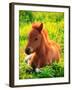 Pony-null-Framed Photographic Print