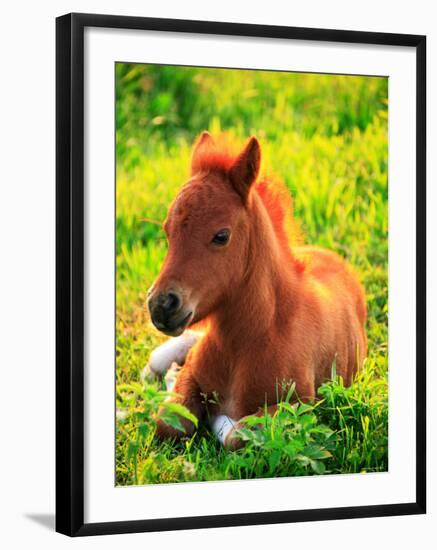 Pony-null-Framed Photographic Print