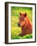 Pony-null-Framed Photographic Print