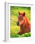 Pony-null-Framed Photographic Print