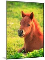 Pony-null-Mounted Photographic Print