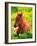 Pony-null-Framed Photographic Print