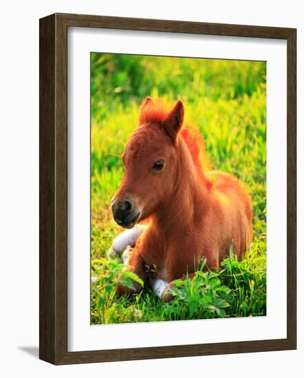 Pony-null-Framed Photographic Print