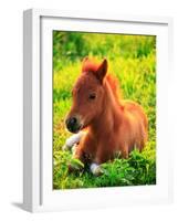 Pony-null-Framed Photographic Print