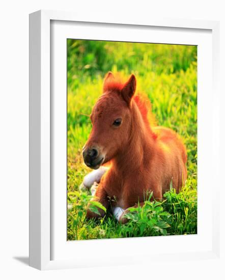 Pony-null-Framed Photographic Print