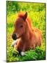 Pony-null-Mounted Photographic Print