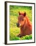 Pony-null-Framed Photographic Print