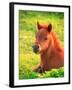 Pony-null-Framed Photographic Print