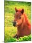 Pony-null-Mounted Photographic Print