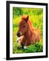 Pony-null-Framed Photographic Print