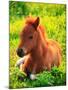 Pony-null-Mounted Photographic Print