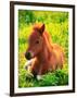 Pony-null-Framed Photographic Print