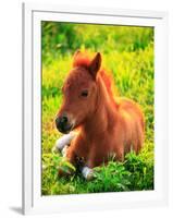 Pony-null-Framed Photographic Print