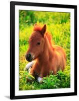 Pony-null-Framed Photographic Print