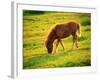 Pony-null-Framed Photographic Print