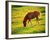 Pony-null-Framed Photographic Print