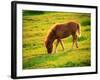 Pony-null-Framed Photographic Print