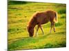 Pony-null-Mounted Photographic Print