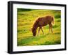 Pony-null-Framed Photographic Print