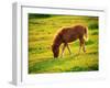 Pony-null-Framed Photographic Print