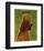Poodle (brown)-John Golden-Framed Art Print