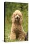 Poodle Dog-null-Stretched Canvas