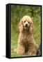 Poodle Dog-null-Framed Stretched Canvas