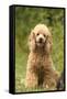 Poodle Dog-null-Framed Stretched Canvas