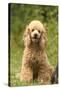 Poodle Dog-null-Stretched Canvas