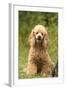 Poodle Dog-null-Framed Photographic Print